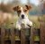 Panel - Teplákovina - Jack Russell teriér za plotom 50x45cm