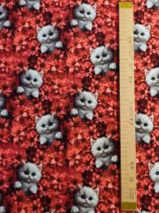 Úplet - Biele mačiatka