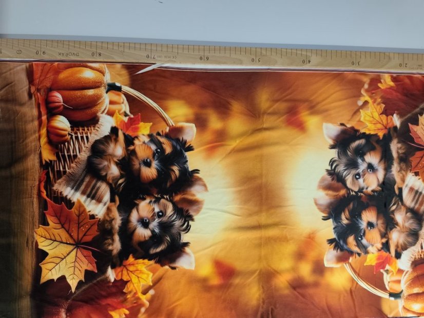 2. trieda - Panel- Velur Yorkšírci v košíku